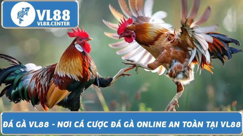 Đá Gà VL88 - Nơi Cá Cược Đá Gà Online An Toàn Tại VL88